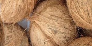Husked Coconut