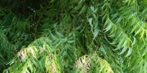 Neem Leaves