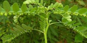 Phyllanthus Niruri Tea