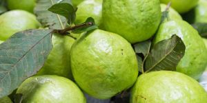 Fresh Guava