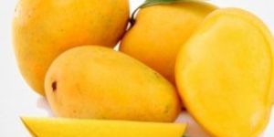 Fresh Kesar Mango