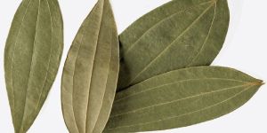 Indian Bay Leaves