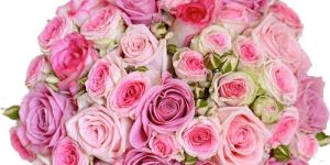 Pink Paradise Roses Bouquet