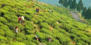 Siliguri West Bengal Tour