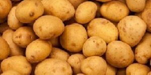 Fresh Potato