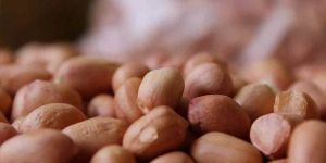 Groundnut Kernel