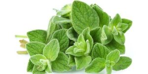 Oregano Leaves