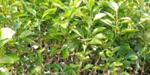 Natural Lemon Plants