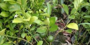 Seedlesh Lemon Plant