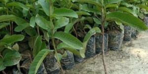 Tiwan Guava Plants