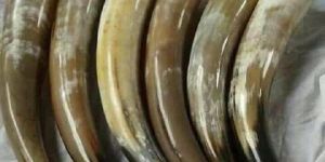 Viking Drinking Horn