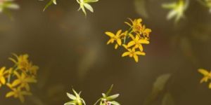 Digital Printed Fabric