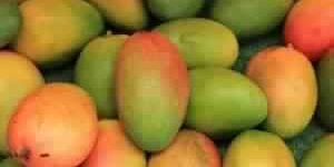 Fresh Mango