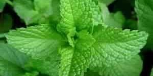 Fresh Mint Leaves