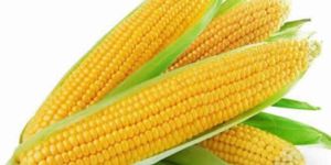 Fresh Sweet Corn