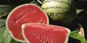 Fresh Watermelon