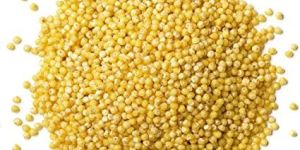 Organic Kodo Millet