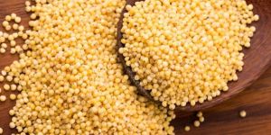 Organic Proso Millet