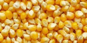 Yellow Maize