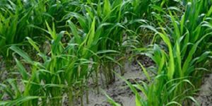 Sugargraze Jowar Grass Seeds