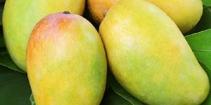 Fresh Mango