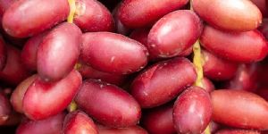 Fresh Red Dates