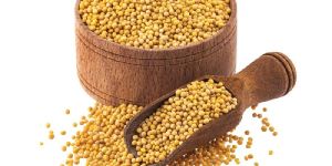 Yellow Mustard Seeds