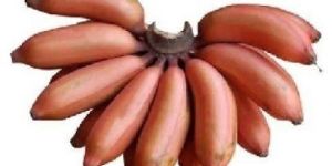 Fresh Red Banana