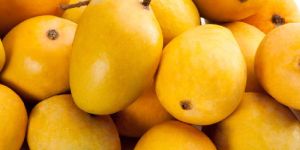 Mango Fruit