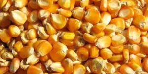 Maize Seeds