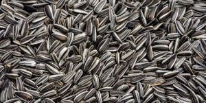 Sunflower Seeds