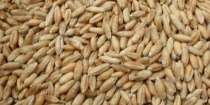 Triticale Seeds