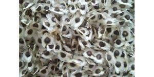 Moringa Seeds