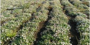 Akarkara Contract Farming Services