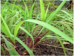 Citronella Contract Farming Services