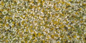 Dried Chamomile Flowers