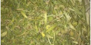 Dried Kalmegh Whole Plant