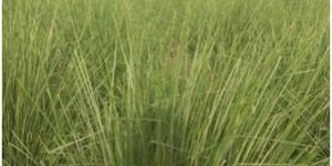 Khus Contract Farming Services