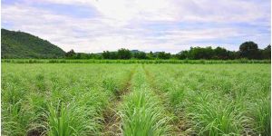 Lemongrass Contract Farming Services
