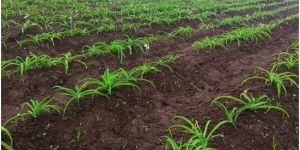 Safed Musli Contract Farming Services