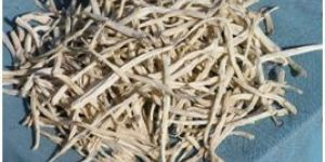 Dried Safed Musli Roots