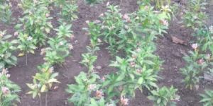 Sarpagandha Nursery Plants