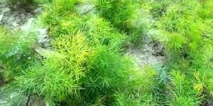 Shatavari Nursery Plants