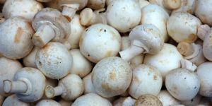 Fresh Organic Mushroom
