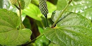 Pippali Plant