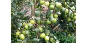 Thai Apple Ber Plant