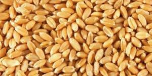 Lokwan Wheat Grain