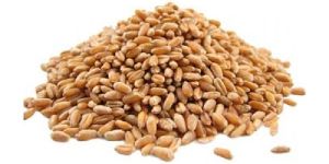 Premium Quality Wheat Grain