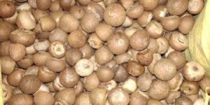 Betel Nut 969