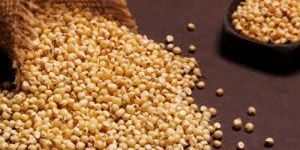 Sorghum Seeds